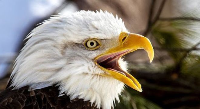 Aves de rapina - o que são, principais características e espécies do grupo