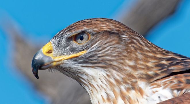 Aves de rapina - o que são, principais características e espécies do grupo