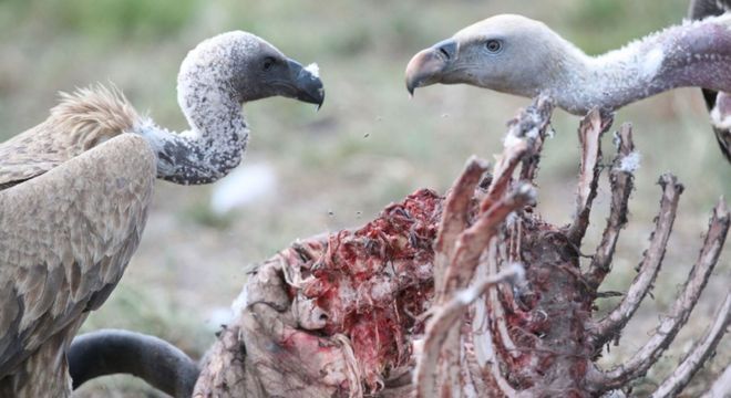 Aves de rapina - o que são, principais características e espécies do grupo