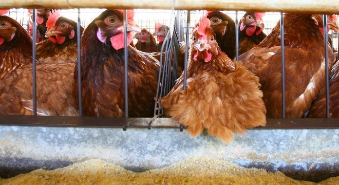 Surtos de gripe aviária forçaram o abate de milhares de aves