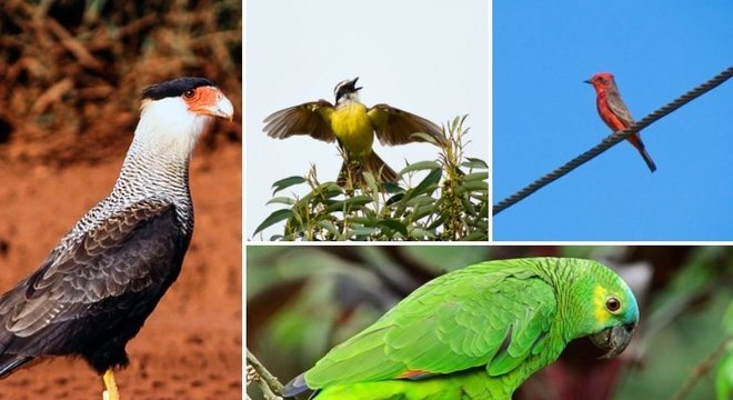 Em sentido horário, carcará, bem-te-vi, príncipe e papagaio-real, algumas das espécies de aves avistadas em São Paulo