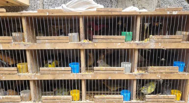 Aves tinham sinais de maus-tratos e aparentavam recente captura