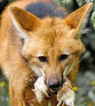 Aves, tatus e roedores estão entre as principais presas do lobo-guará. 