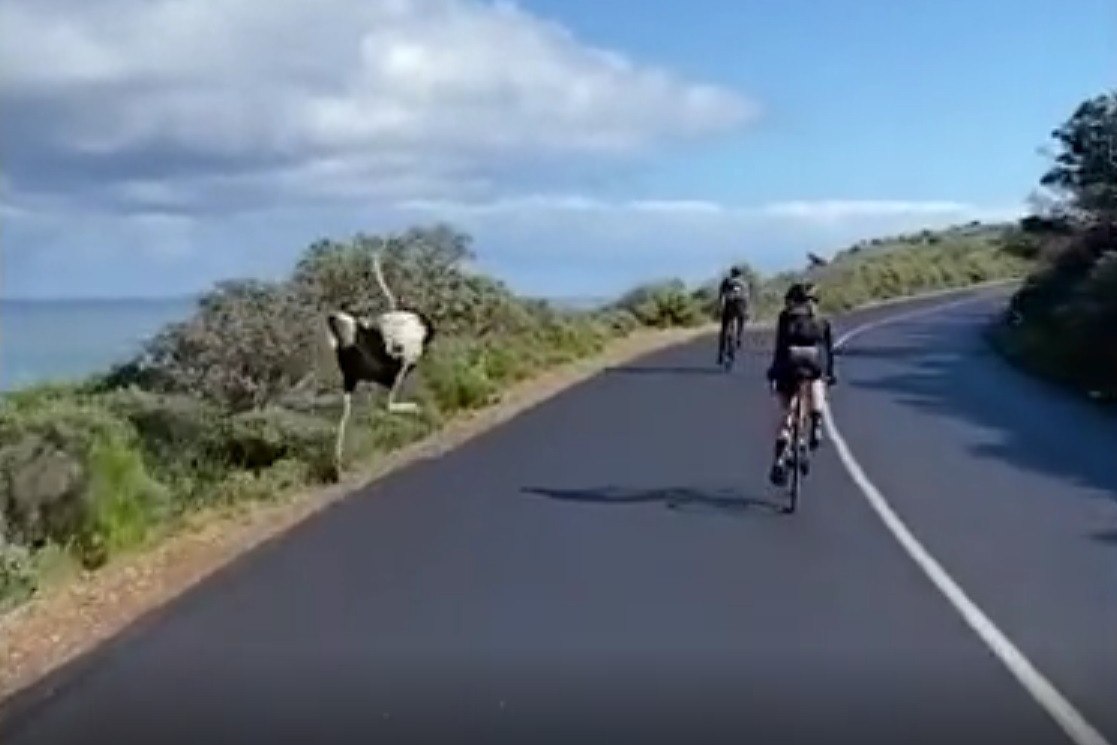 Touro Descontrolado Aterroriza Ciclistas Em Montanha E Deixa Quatro