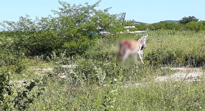 Jumento ficou ferido após ser atingido por avião, mas fugiu do local