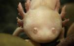 animais que tem habilidades surpreendentes