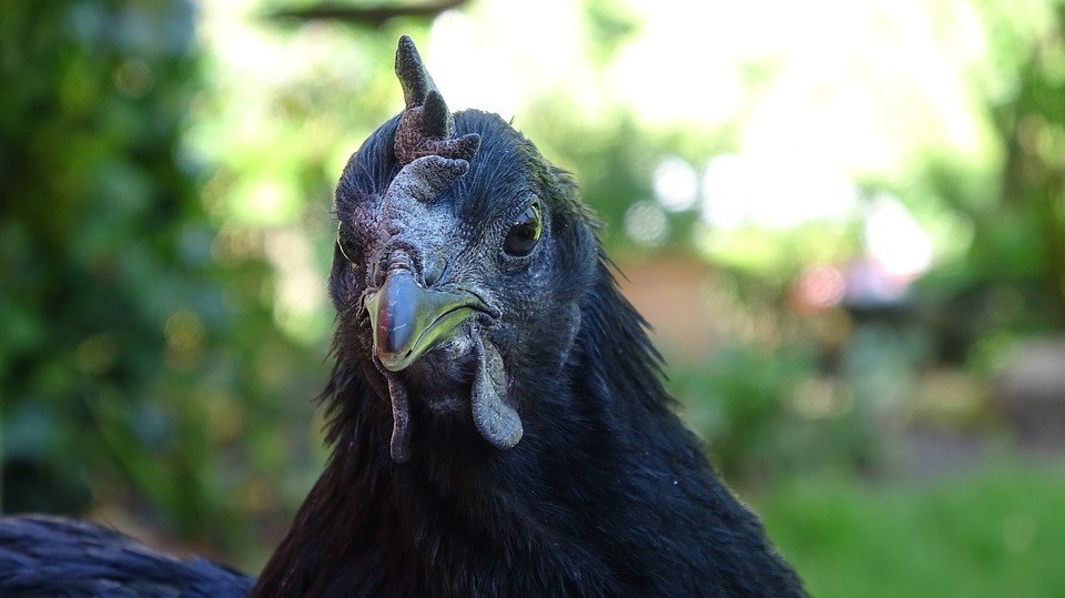 Nas Ayam o EDN3 é liberado até 10 vezes mais, o que faz TUDO no corpo ter muita corNÃO PERCA:&nbsp;Mãe fica chocada ao achar cobra mortal ao lado dos filhos em foto