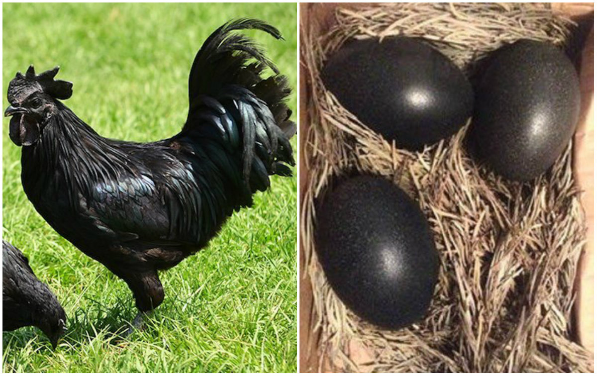 Essa é a&nbsp;Ayam Cemani, uma raça de galinhas pretas da Indonésia. TUDO nela é preta: as penas, cabeça, os ovos e até os órgãos internos.&nbsp;Ayam&nbsp;significa 'galinha' em indonésio e&nbsp;Cemani&nbsp;significa... adivinha... 'toda preta'NÃO PERCA:&nbsp;Buraco gigantesco abre do dia para noite e engole casa inteira