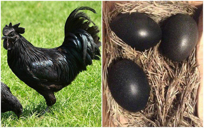 Essa é a Ayam Cemani, uma raça de galinhas pretas da Indonésia. TUDO nela é preta: as penas, cabeça, os ovos e até os órgãos internos. Ayam significa 'galinha' em indonésio e Cemani significa... adivinha... 'toda preta'
