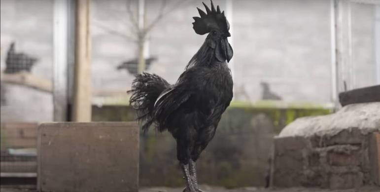 Você provavelmente já conhece as belas e estranhas galinhas Ayam Cemani, uma espécie completamente preta, desde a carne até os ovos que bota