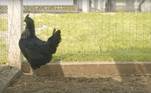 Para ter uma ninhada completamente preta, criadores precisam de um casal de Ayam Cemani