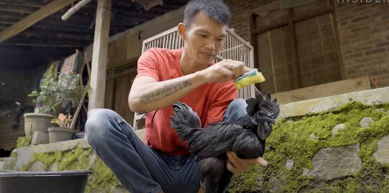  Ayam significa 
