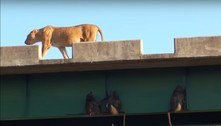 Macacos são encurralados por leões em ponte, mas se safam e tiram sarro dos predadores