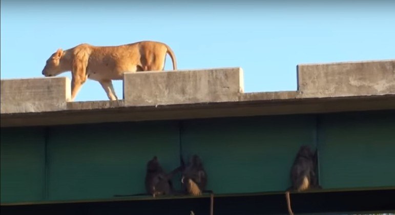 Após ficarem em segurança, os babuínos tiraram sarro dos predadores