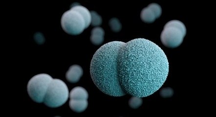 Bactéria Neisseria meningitidis