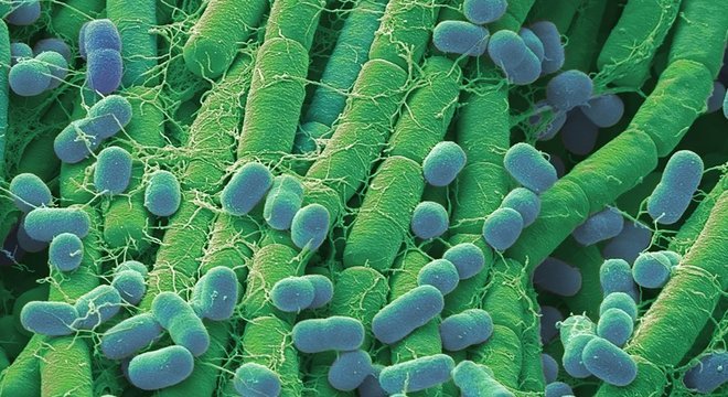 As formas de vida mais primitivas evoluíram em organismos mais complexos