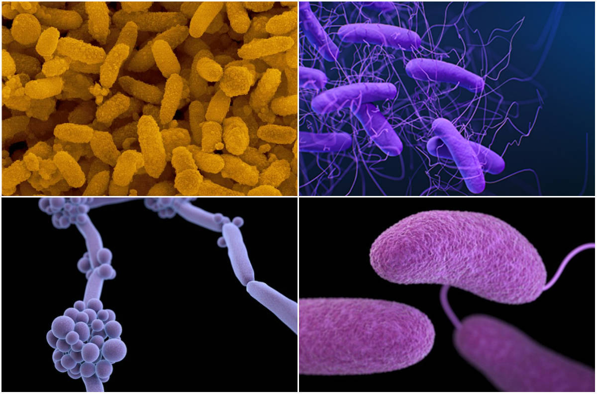 Featured image of post Imagem De Bacteria : Staph bacteria are one of the most common causes of food poisoning.