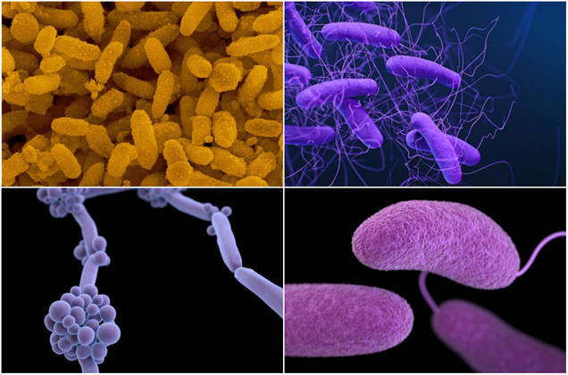 Sete bactérias e fungos que provocam doenças fatais - Fotos - R7 Saúde