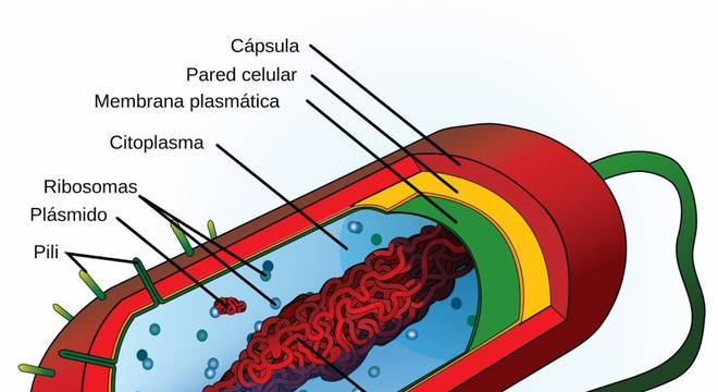 Bactérias, o que são? Definição, estrutura e principais características