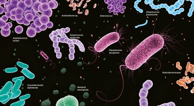 Bactérias, o que são? Definição, estrutura e principais características