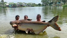 Turista pesca bagre gigantesco de 200 kg após luta intensa de 1h30: 'Teste de resistência'