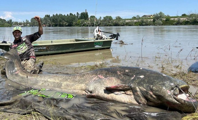 Um bagre monstruoso de quase 3 m foi fisgado por um pescador em um rio da Itália. Apesar da cara de felicidade, Alessandro Biancardi lutou nada menos do que 43 minutos para tirar o animal imenso do rio Po, o maior da Itália, e quase perdeu o barco