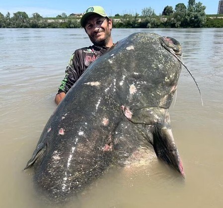 Apesar do longo trabalho de confrontar o animal gigante, o pescador não teve tempo de pesar o animal, pois não queria estressá-lo e precisava devolvê-lo ao rio. No processo, ele ainda quase perdeu o barco, que não teve tempo de ancorar, e saiu a deriva. Alessandro precisou nadar para recuperar os pertences dele na embarcação