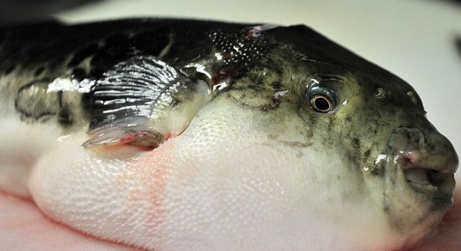 Peixe baiacu é bastante popular na culinária japonesa