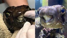 Sorrisão! Peixe-balão tem dentes serrados para não morrer de fome