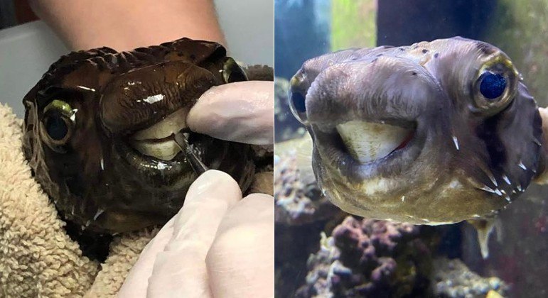 Peixe-balão teve dente gigantesco serrado para conseguir se alimentar