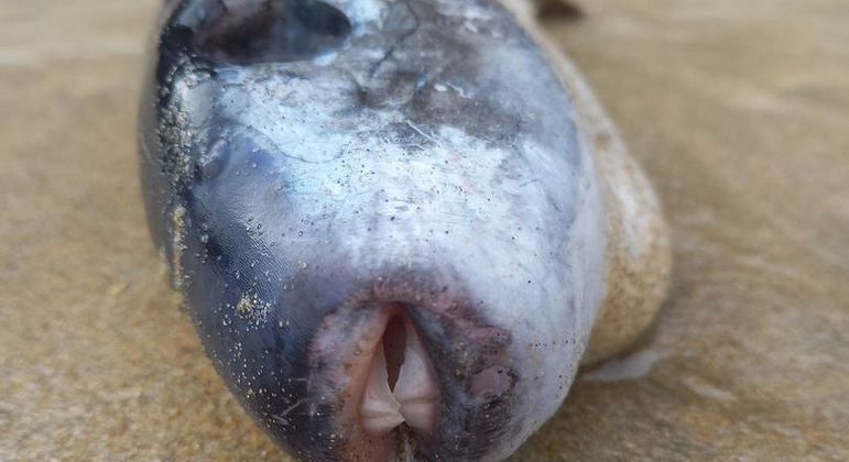 O peixe parece inofensivo, mas está cheio de veneno