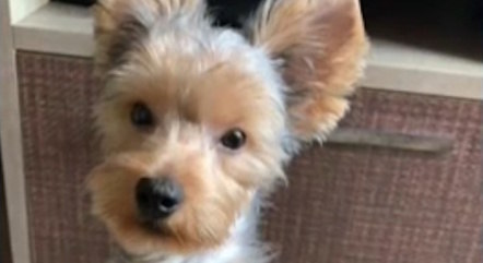 Cão é morto após banho e tosa e tutora alega maus tratos de Pet Shop