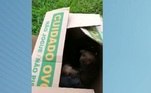 De acordo com a protetora de animais, abrigos e ONGs estão lotados e poucos contam com repasses da prefeitura. Ela defendeu que é preciso investir em campanhas de castração e adoção. Maus-tratos e abandono são crimes.O Balanço Geral Manhã vai ao ar de segunda a sexta-feira, a partir das 5h, na Record TV.