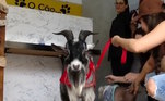 Esses animaizinhos levam uma vida boa, afinal os tutores são muito apegados. 'Fico até emocionada, porque eles me salvaram de uma depressão, são tudo para mim' desabafou a empresária.O Balanço Geral Manhã vai ao ar de segunda a sexta, a partir das 5h, na tela da RECORD.