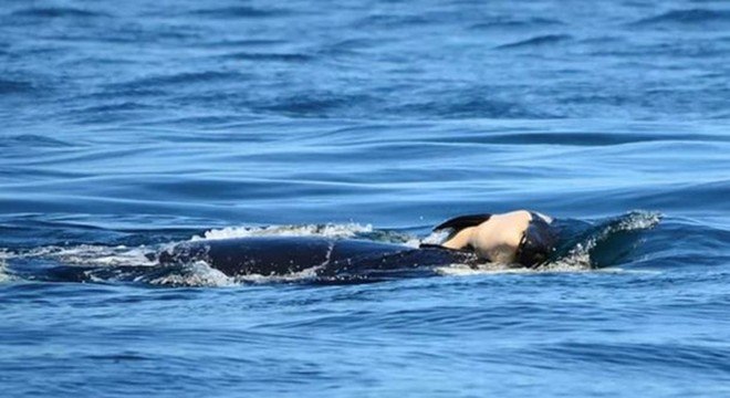 Orcas carregam as carcaças de seus filhotes mortos por até uma semana
