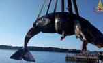 baleia 22 kg plástico grávida