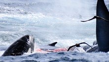 Baleia azul cruza com 75 orcas famintas e vira refeição de geral