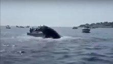 Salto mortal: baleia pula da água e atinge em cheio barco de pesca