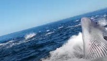 Baleia acerta embarcação e quase devora homem lançado ao mar 