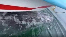 Baleia carrega barco turístico no dorso: 'Nos levando para passear'