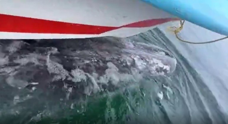 Baleia-cinzenta carregou barco turístico no dorso durante expedição a laguna no México