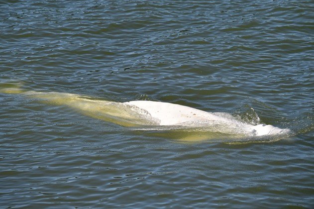 De acordo com o observatório Pelagis, especialista em mamíferos marinhos, esta é a segunda baleia-branca encontrada na França depois que um pescador no estuário do Loire (centro) capturou inadvertidamente uma em suas redes em 1948