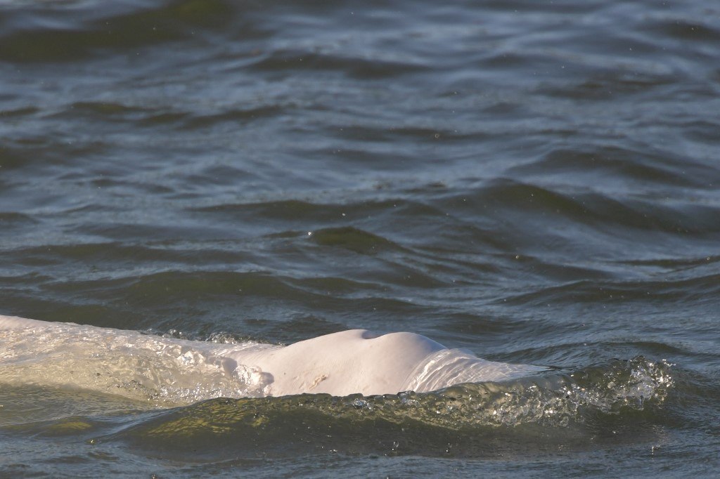 Morre baleia beluga que estava perdida no rio Sena, na França - ANDA