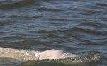 Este triste resultado 'é o que queremos evitar com a baleia-branca. Para nós, é necessário fazer um teste de DNA rapidamente para descobrir sua origem e realizar uma repatriação', disse à AFP a presidente da Sea Shepherd, Lamya Essemlali