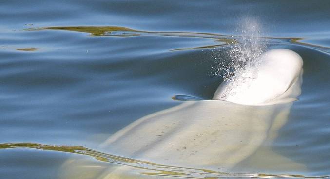Baleia beluga apareceu no Rio Sena, em Paris, no início de agosto