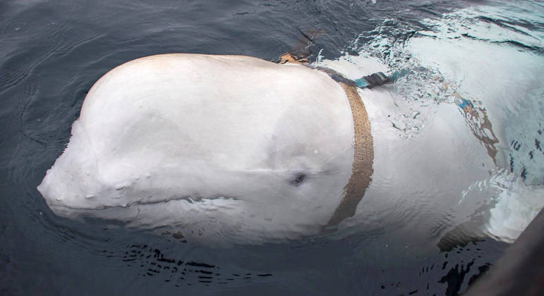 Baleia-branca apareceu na Noruega usando um arreio