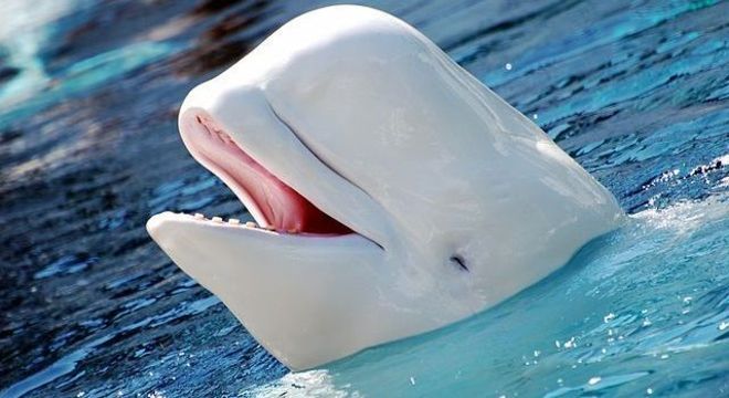 Baleia-branca, também chamada de beluga, é uma das espécies que tem menopausa