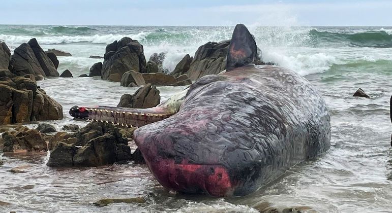 Baleia cachalote morta na costa da Tasmânia