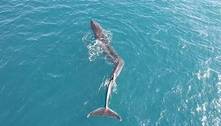 Baleia-comum enorme com deformação bizarra na espinha deixa biólogos encucados