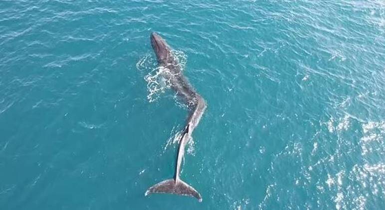 O animal gigantesco possui uma grande deformação no meio da espinha
